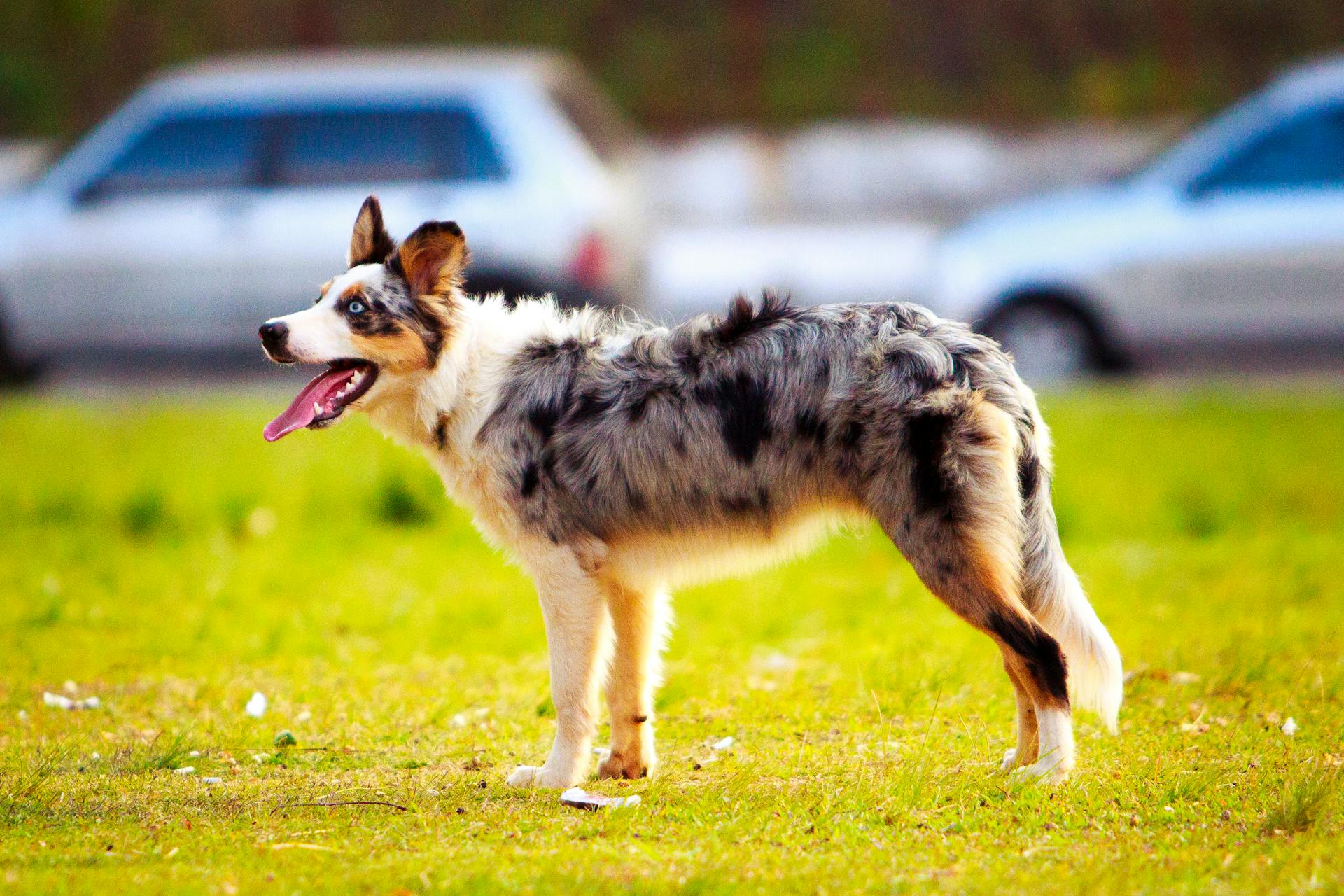  Australian Shepherd
